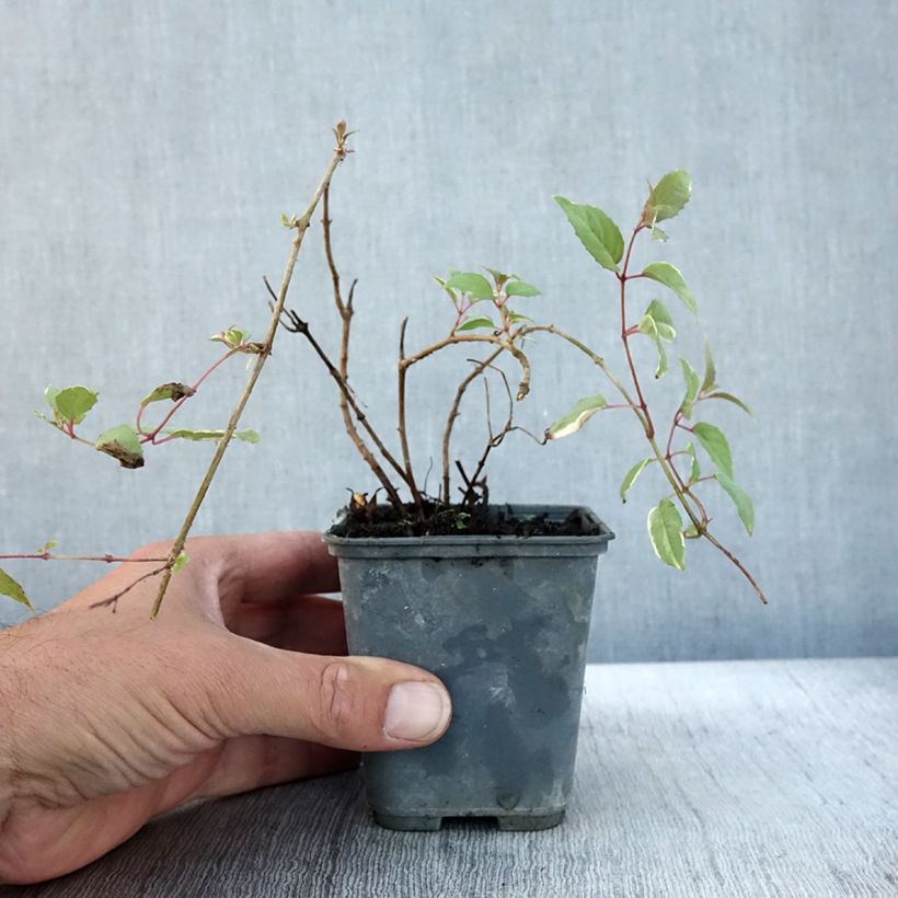 Exemplar von Fuchsia magellanica Versicolor - Scharlach-Fuchsie Kleine Töpfe von 7/8 cm wie im Herbst geliefert