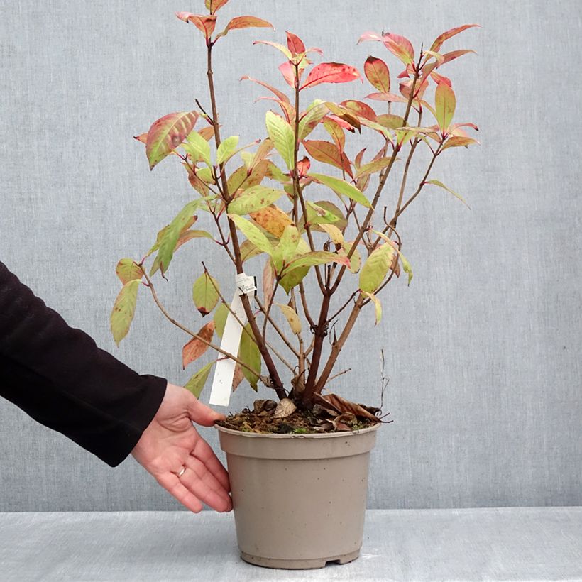 Exemplar von Fuchsia paniculata - Baumfuchsie Topf mit 4L/5L wie im Herbst geliefert