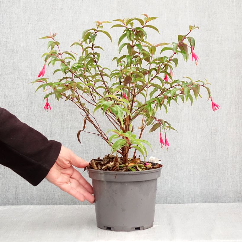 Exemplar von Fuchsia regia Regal Topf mit 3L/4L wie im Herbst geliefert