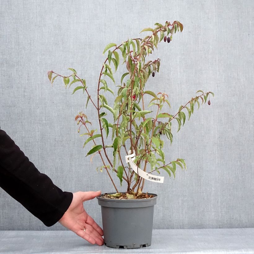 Exemplar von Fuchsia regia Regal Pot de 3L/4L wie im Winter geliefert