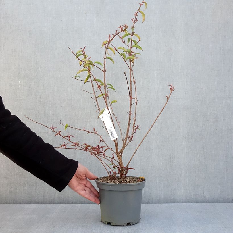 Example of Fuchsia regia Regal Topf mit 3L/4L as you get in printemps