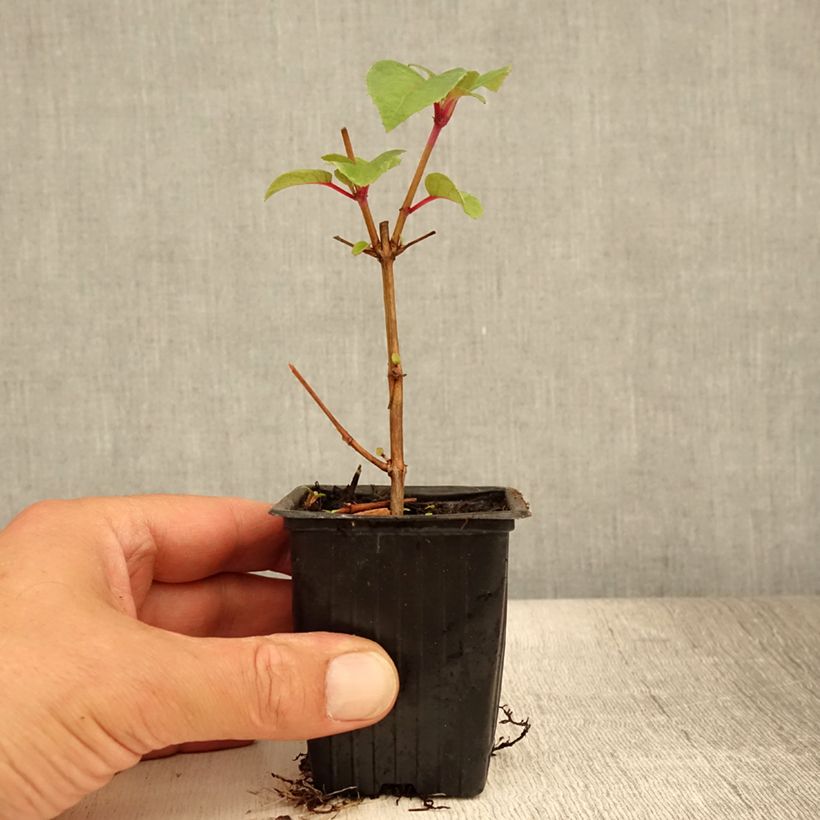 Exemplar von Fuchsia Dark Eyes Kleine Töpfe von 7/8 cm wie im Sommer geliefert