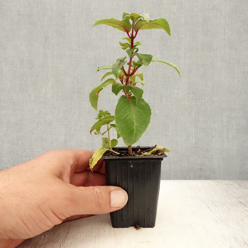 Example of Fuchsia Royal Mosaïc Kleine Töpfe von 7/8 cm as you get in ete