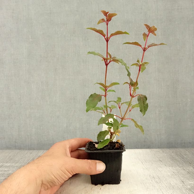 Exemplar von Fuchsia Alice Hoffman Kleine Töpfe von 8/9 cm wie im Sommer geliefert