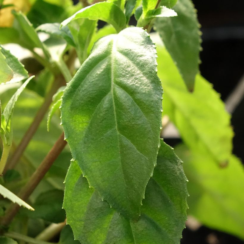 Fuchsia Constance (Laub)