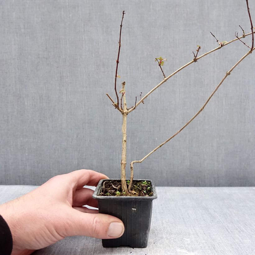 Example of Fuchsia Douce France Kleine Töpfe von 8/9 cm as you get in hiver