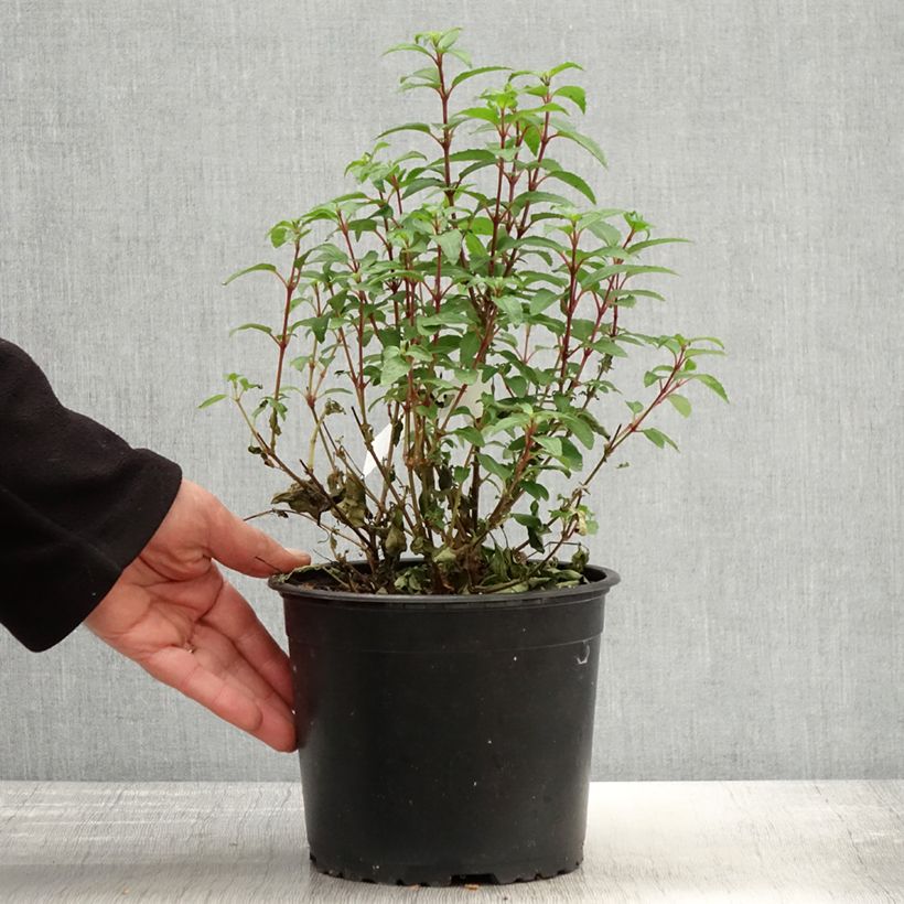 Exemplar von Fuchsia Lady Thumb Topf mit 2L/3L wie im Frühjahr geliefert