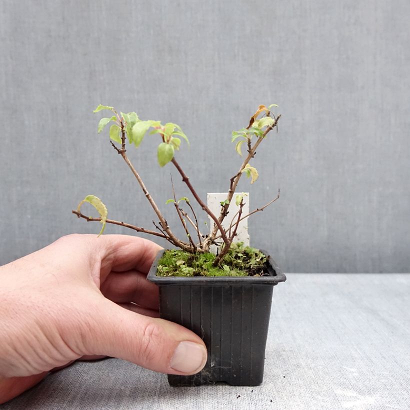 Exemplar von Fuchsia Margaret Thatcher Kleine Töpfe von 8/9 cm wie im Winter geliefert