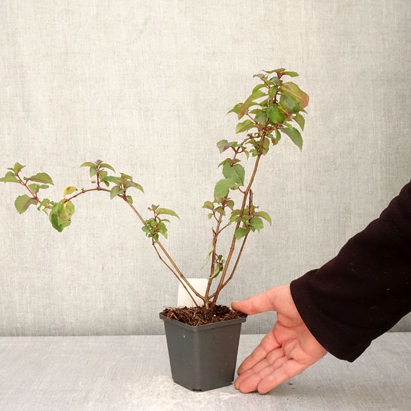 Exemplar von Fuchsia Mrs Popple Kleine Töpfe von 8/9 cm wie im Frühjahr geliefert