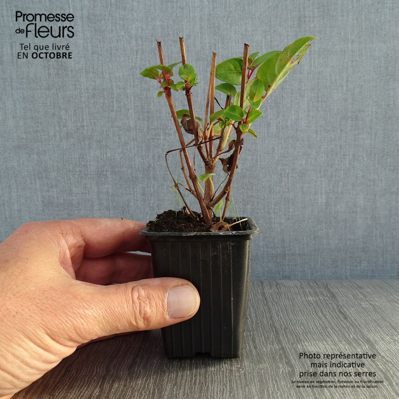 Exemplar von Fuchsia Princess Dollar Kleine Töpfe von 7/8 cm wie im Herbst geliefert
