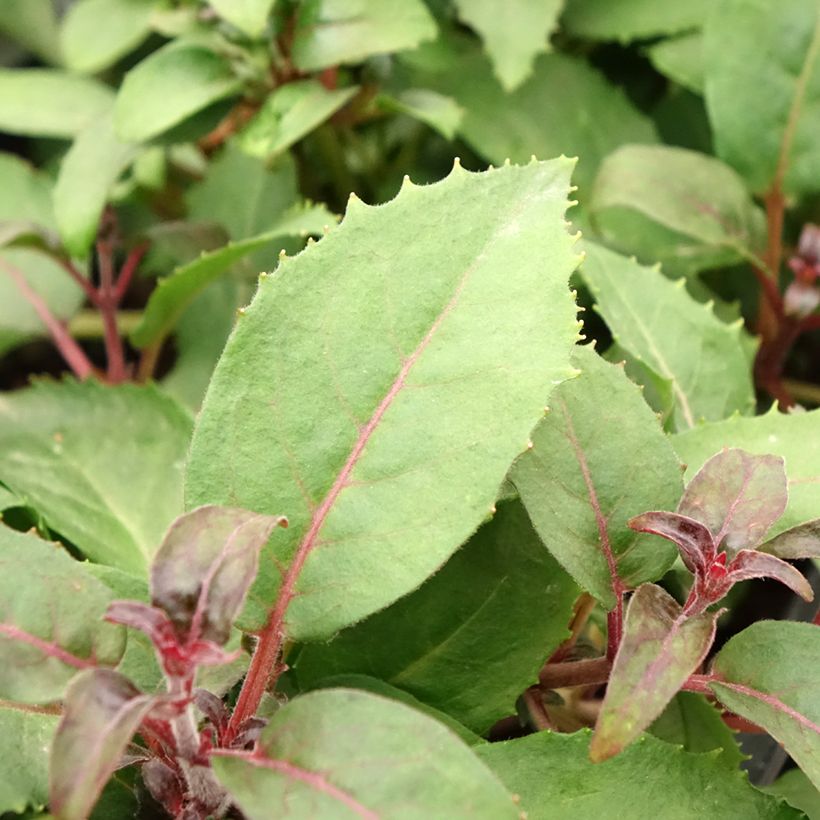 Fuchsia Shrimp Cocktail (Laub)