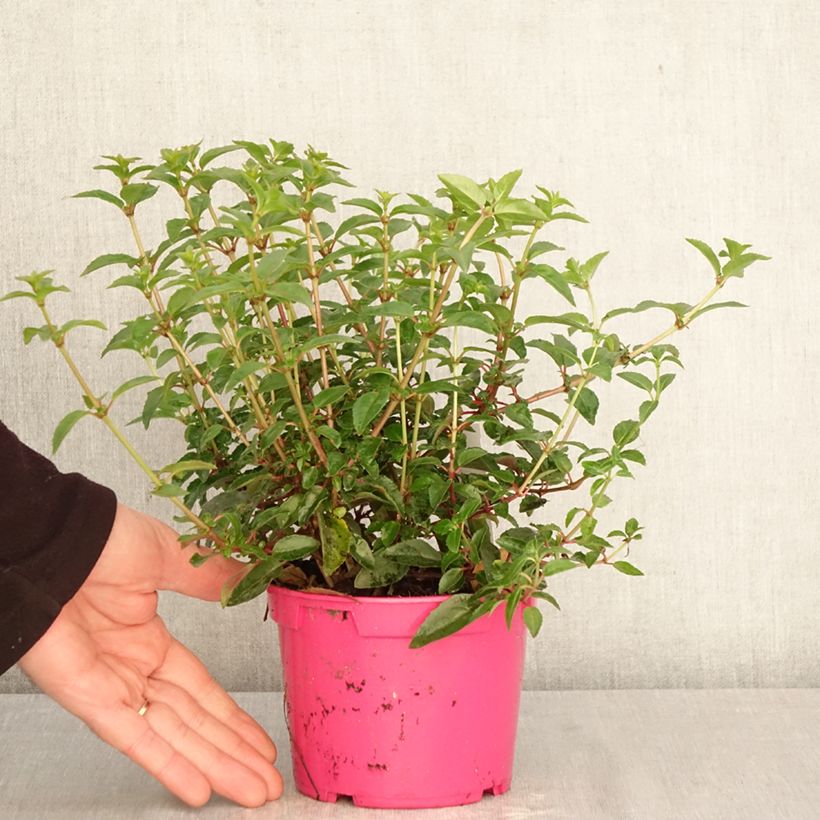 Exemplar von Fuchsia Tom Thumb Topf 12 cm / 13 cm wie im Frühjahr geliefert