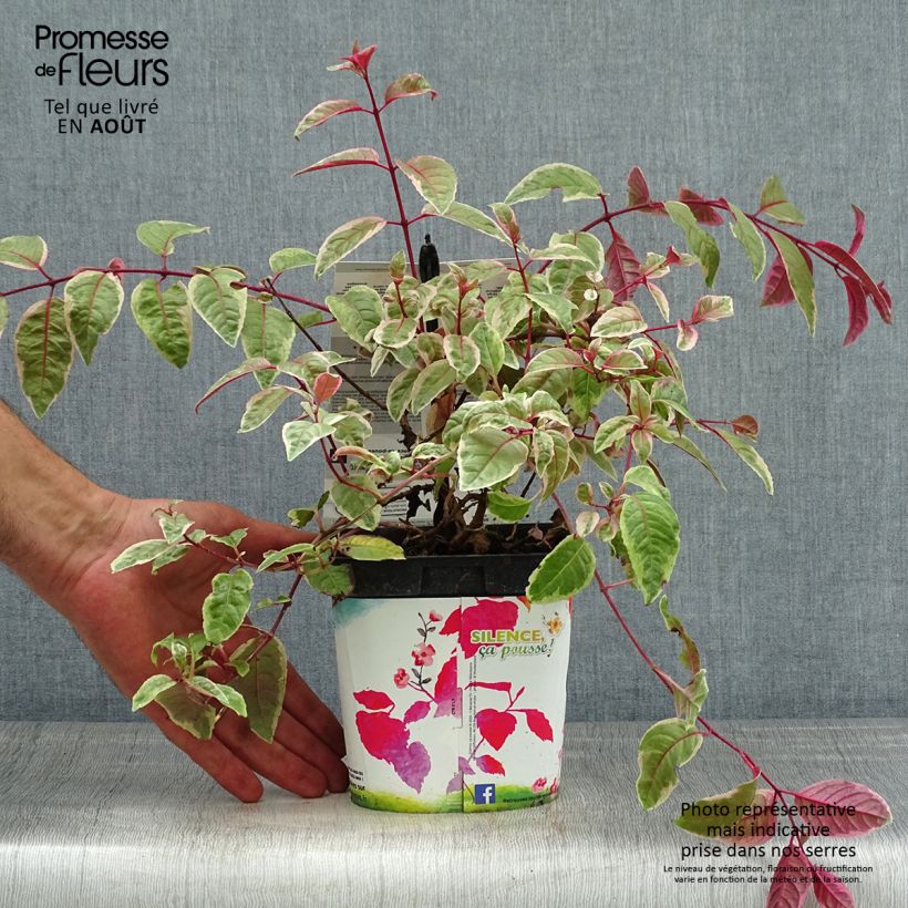 Exemplar von Fuchsia Tom West Topf mit 2L/3L wie im Sommer geliefert