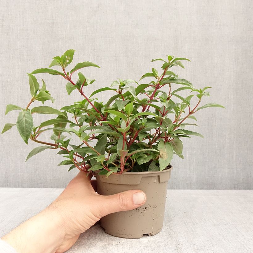 Exemplar von Fuchsia Winston Churchill Topf 12 cm / 13 cm wie im Frühjahr geliefert