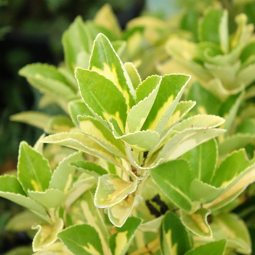 Japanischer Spindelstrauch Duc d'Anjou - Euonymus japonicus (Laub)