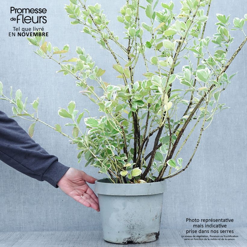 Exemplar von Japanischer Spindelstrauch Silver King - Euonymus japonicus Topf mit 7,5L/10L wie im Herbst geliefert