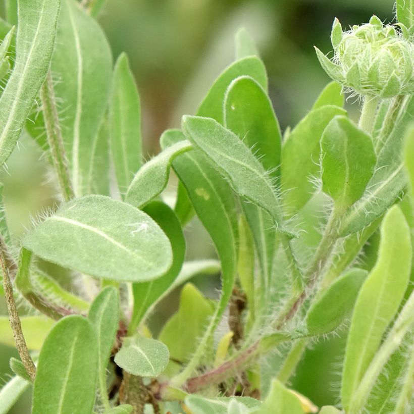 Kokardenblume Arizona Red Shades - Gaillardia grandiflora (Laub)