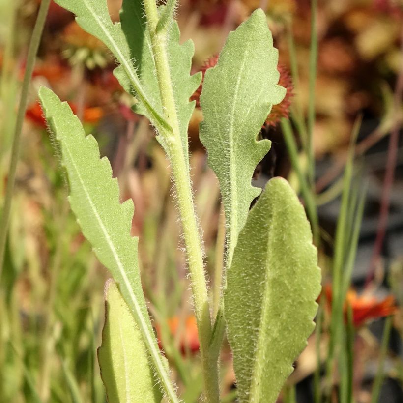 Kokardenblume Tokayer - Gaillardia grandiflora (Foliage)