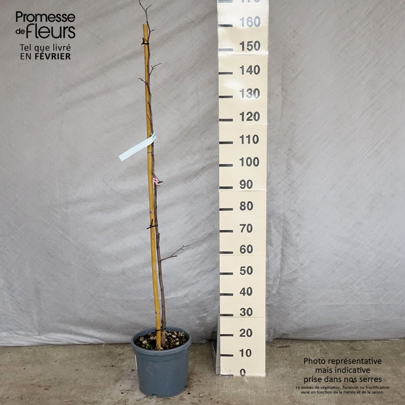Example of Kanadischer Judasbaum Cascading Hearts - Cercis canadensis Topf mit 7,5L/10L as you get in hiver