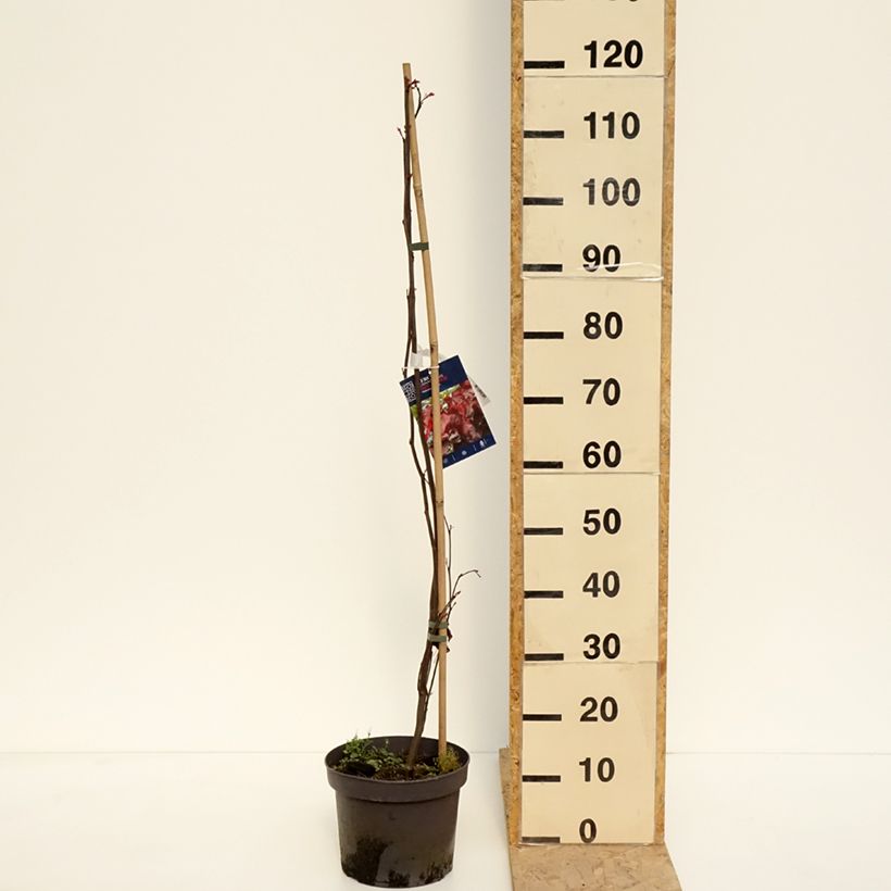 Example of Kanadischer Judasbaum Red Force - Cercis canadensis Topf mit 7,5L/10L as you get in printemps