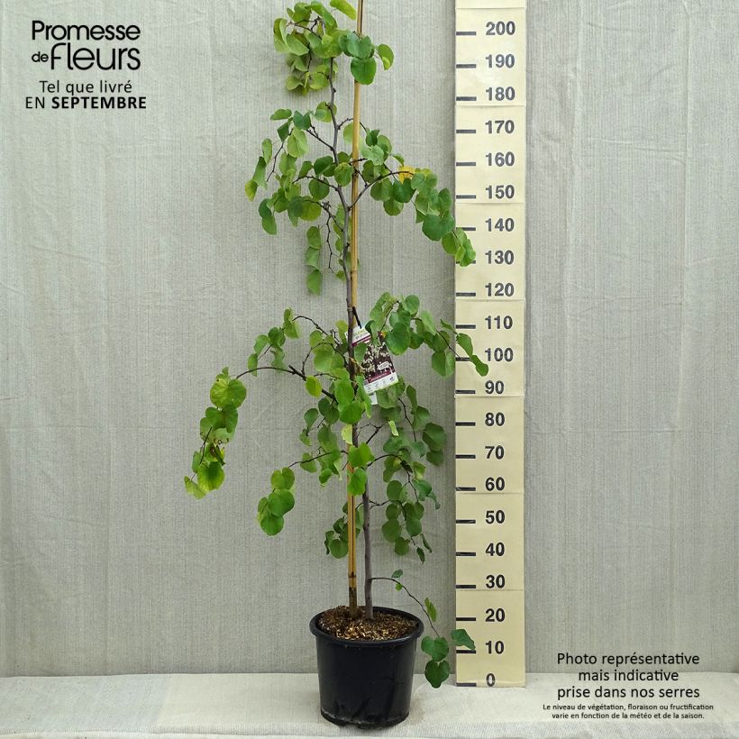 Exemplar von Kanadischer Judasbaum Royal White - Cercis canadensis Topf mit 12L/15L wie im Sommer geliefert