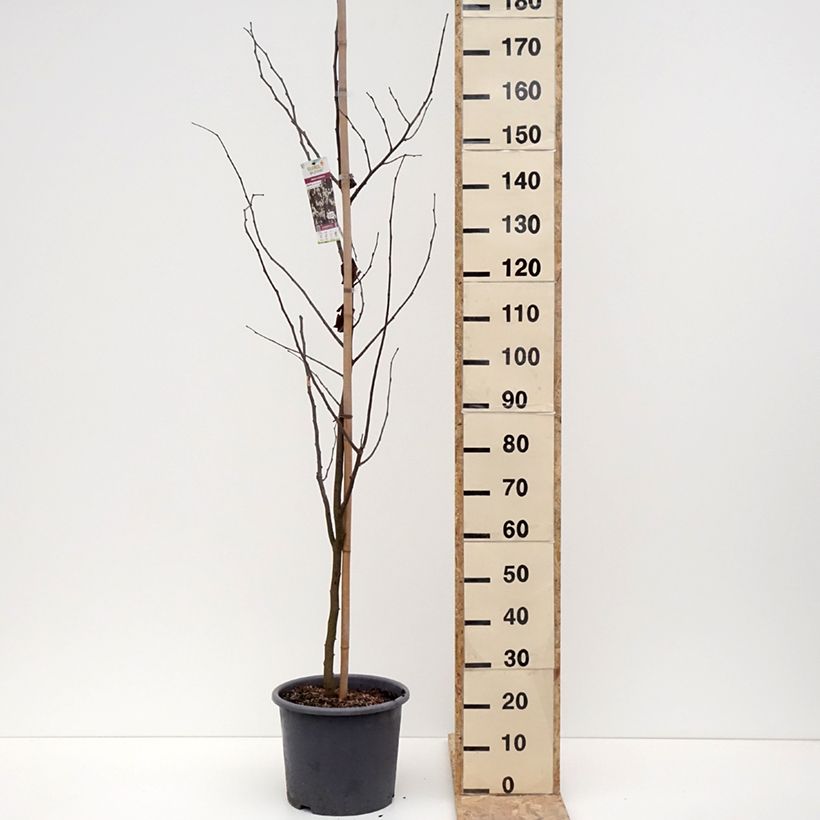 Exemplar von Gainier du Canada - Cercis canadensis Royal White Pot de 12L/15L wie im Winter geliefert