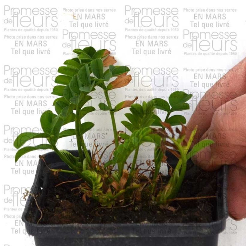 Beispiel eines Exemplars von Galega hartlandii Lady Wilson - Weiße Geißraute Kleine Töpfe von 8/9 cm wie geliefert