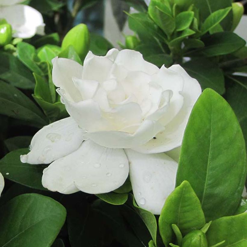 Gardenie Crown Jewel - Gardenia jasminoides (Flowering)