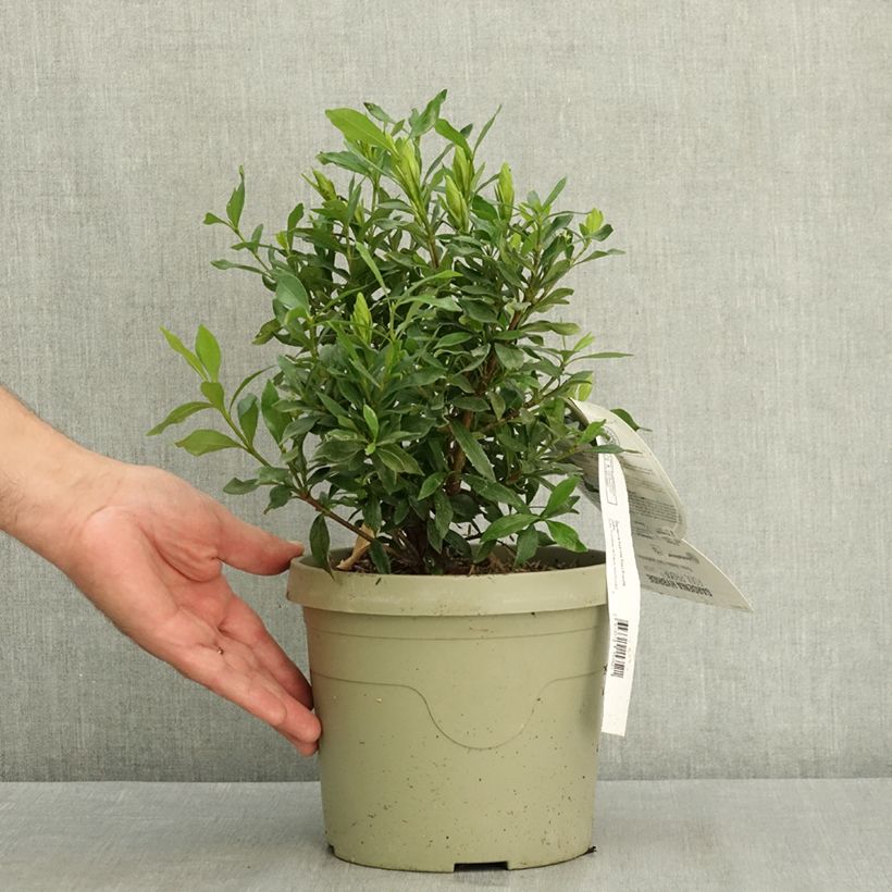 Exemplar von Gardenie Fool Proof - Gardenia Topf mit 3L/4L wie im Sommer geliefert