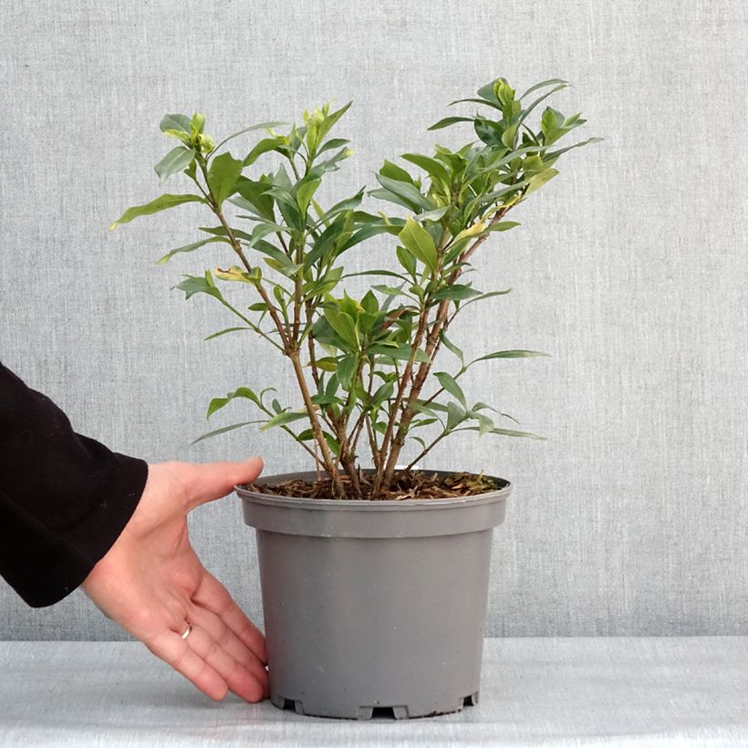 Exemplar von Gardenia jasminoides Celestial Star - Jasmin du Cap Pot de 3L/4L wie im Winter geliefert
