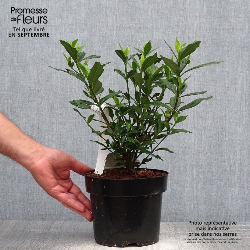 Exemplar von Gardenie Double Mint - Gardenia jasminoides Topf mit 2L/3L wie im Herbst geliefert