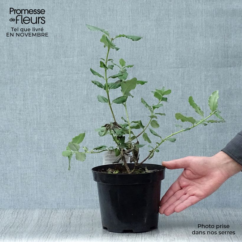 Exemplar von Garrya elliptica - Spalier-Becherkätzchen Topf mit 2L/3L wie im Herbst geliefert