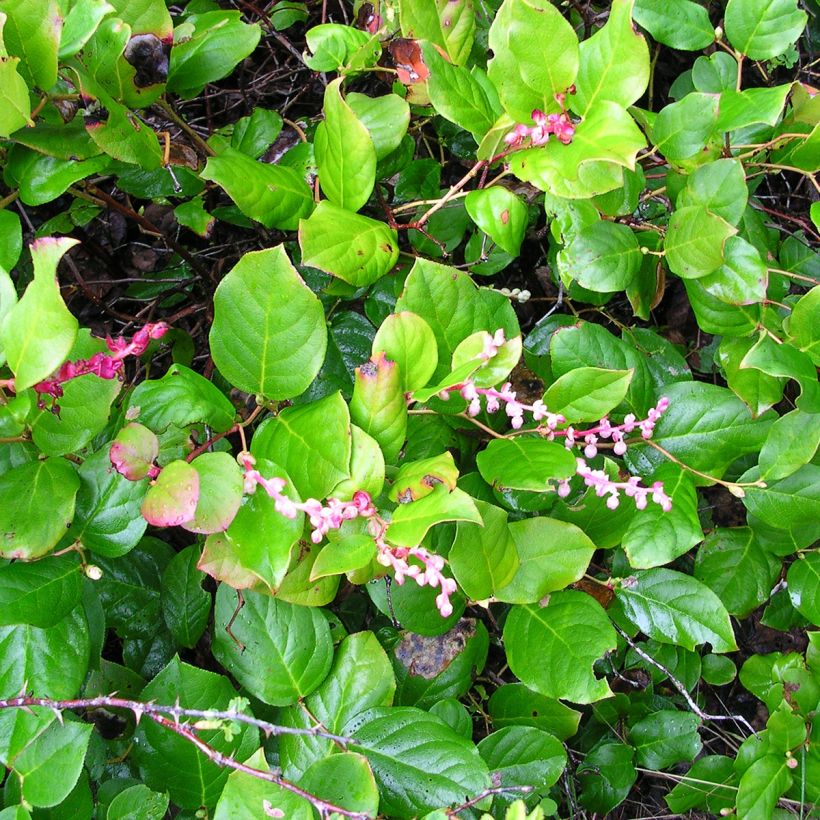 Gaultheria shallon - Shallon-Scheinbeere (Wuchs)