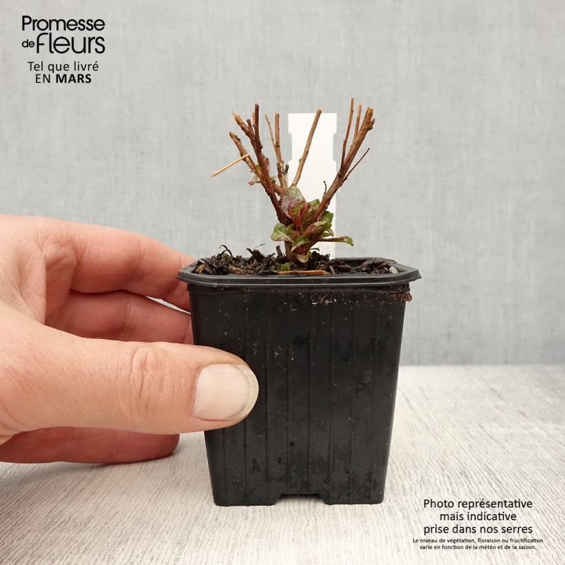 Example of Prachtkerze Baby Butterfly Dark Pink - Gaura lindheimeri Kleine Töpfe von 8/9 cm as you get in printemps