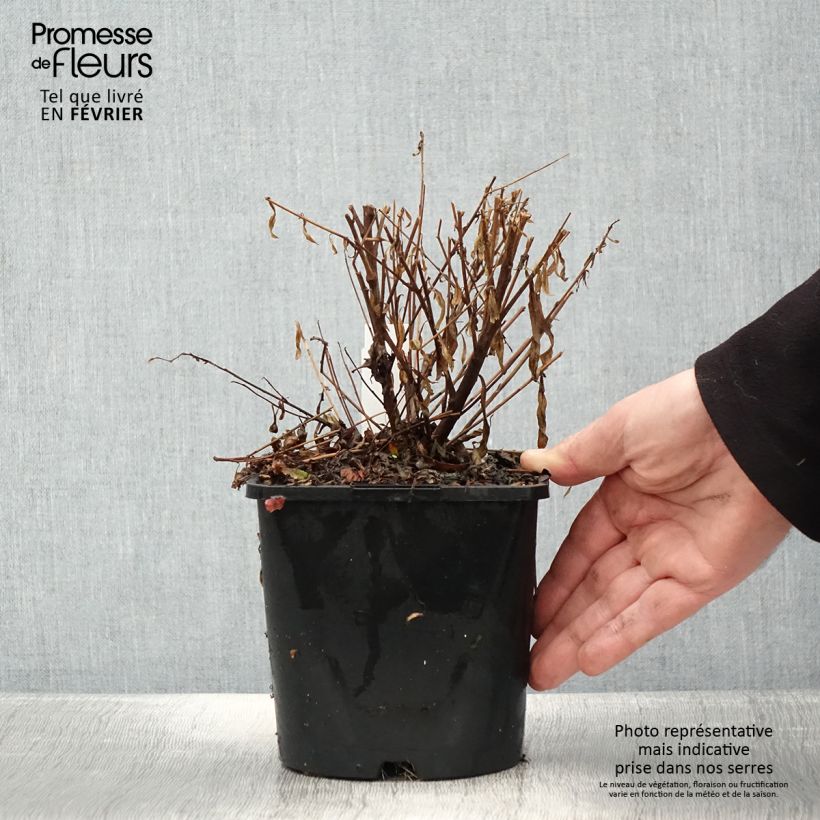 Exemplar von Gaura lindheimeri Baby Butterfly Dark Pink - Gaura de Lindheimer nain Pot de 2L/3L wie im Winter geliefert