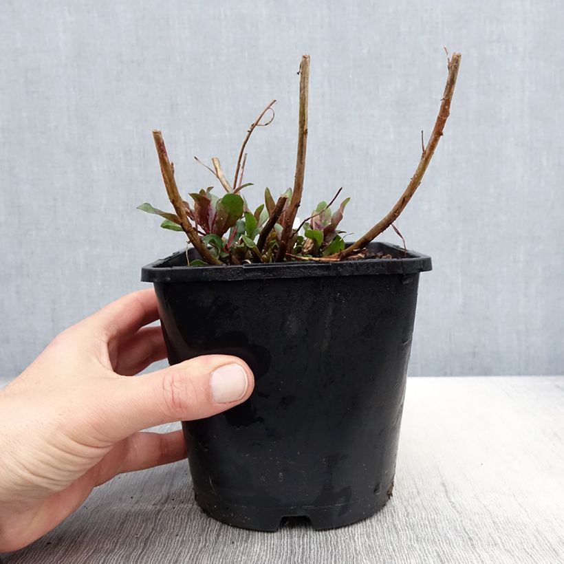 Example of Prachtkerze Baby Butterfly Dark Pink - Gaura lindheimeri Topf mit 2L/3L as you get in printemps