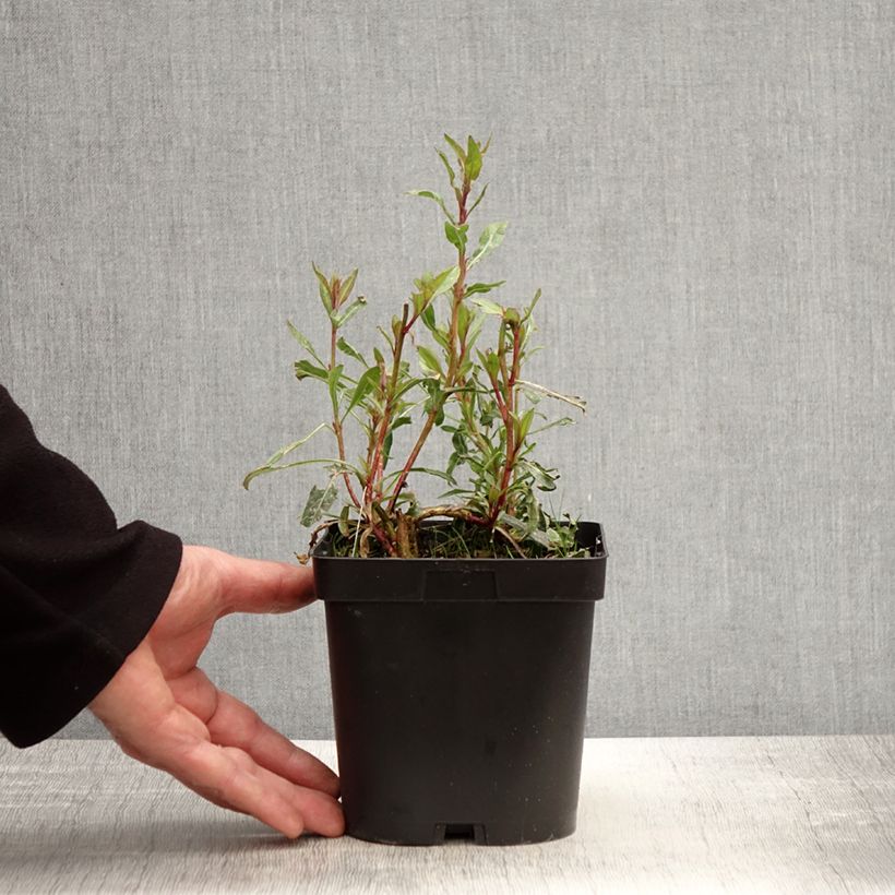 Example of Prachtkerze Snowstorm - Gaura lindheimeri Topf mit 2L/3L as you get in printemps