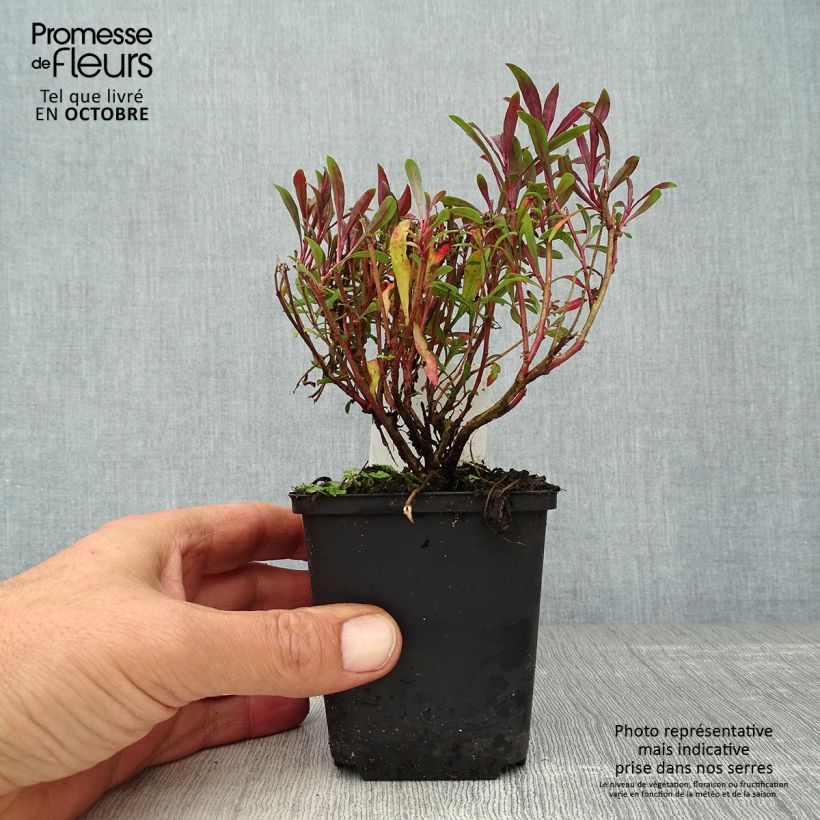 Exemplar von Gaura lindheimeri Blaze - Gaura de Lindheimer Godet de 8/9 cm wie im Herbst geliefert