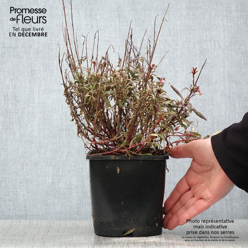 Exemplar von Gaura lindheimeri Blaze - Gaura de Lindheimer Pot de 2L/3L wie im Herbst geliefert