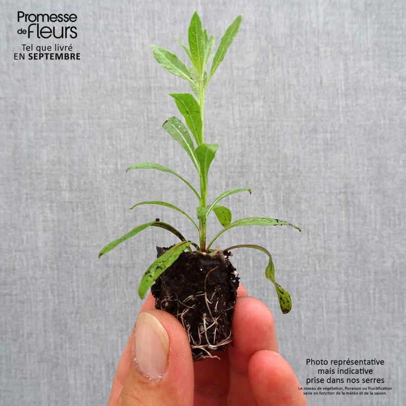 Exemplar von Prachtkerze Rosy Jane - Gaura lindheimeri Mini-Plug Ø 3/4 cm wie im Herbst geliefert