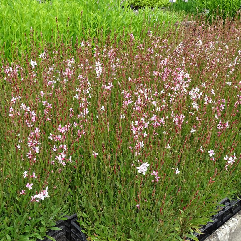 Prachtkerze Siskiyou pink - Gaura lindheimeri (Plant habit)