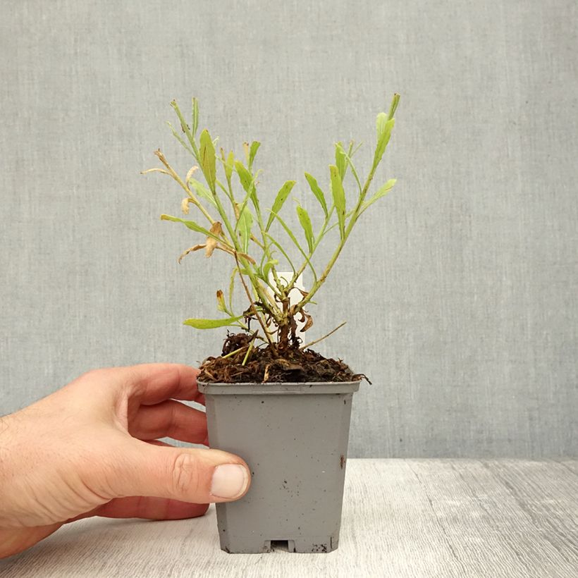 Exemplar von Prachtkerze Snowbird - Gaura lindheimeri Kleine Töpfe von 8/9 cm wie im Herbst geliefert