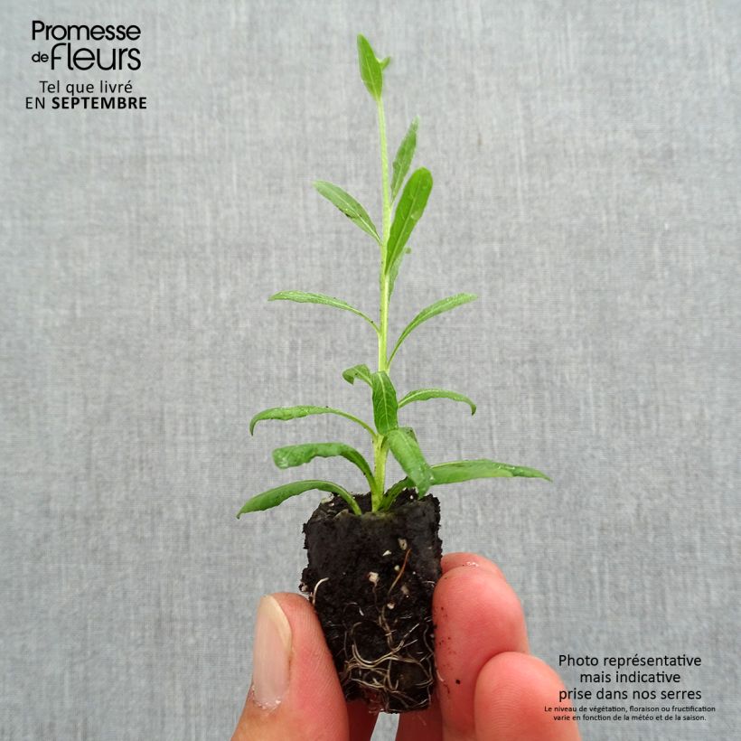 Example of Prachtkerze Snowbird - Gaura lindheimeri Mini-Plug Ø 3/4 cm as you get in automne