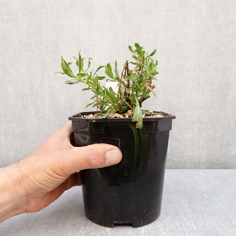 Example of Prachtkerze Snowbird - Gaura lindheimeri Topf mit 2L/3L as you get in printemps