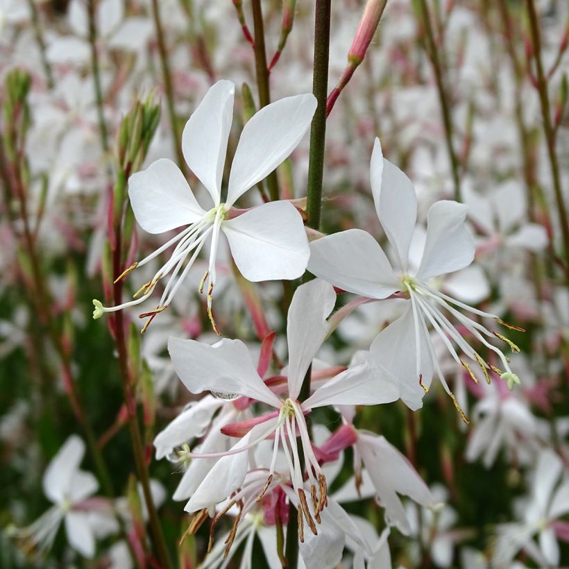 Prachtkerze Snowstorm - Gaura lindheimeri (Flowering)