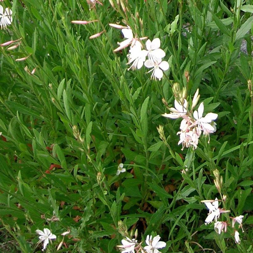 Prachtkerze Summer Breeze - Gaura lindheimeri (Foliage)