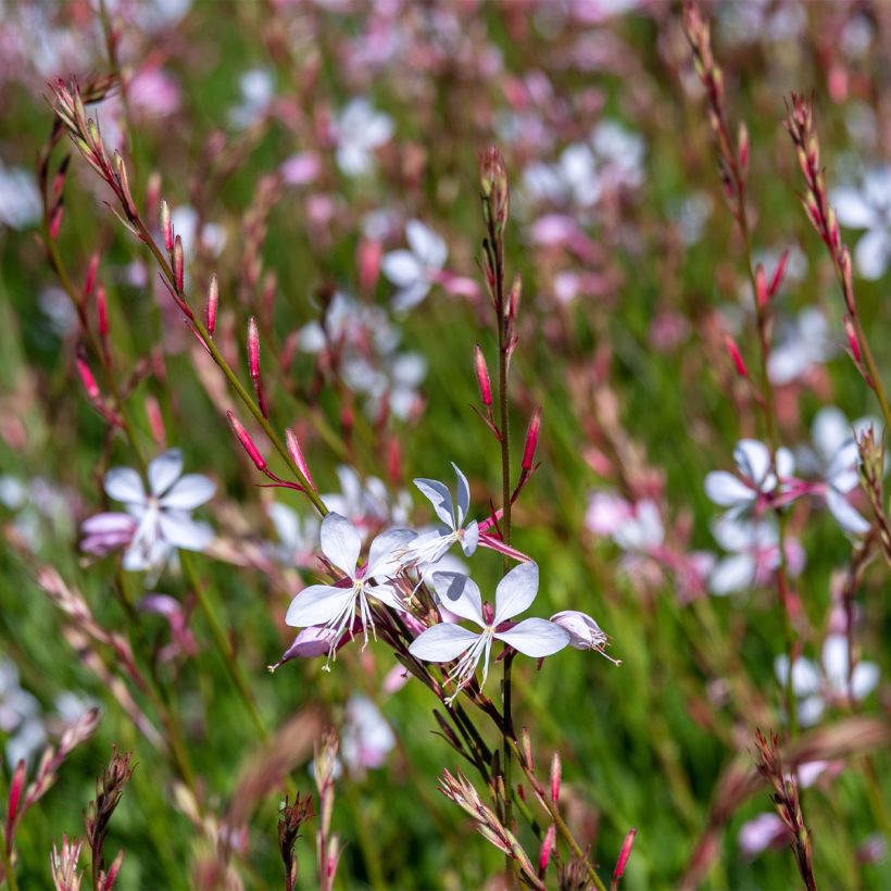 Prachtkerze Whirling Butterflies - Gaura lindheimeri (Plant habit)