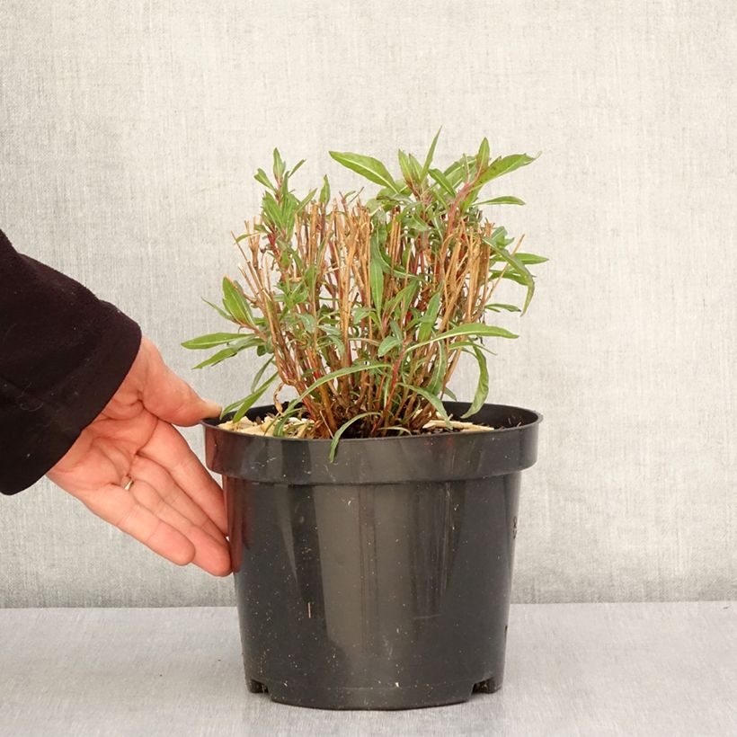 Example of Prachtkerze Whirling Butterflies - Gaura lindheimeri Topf mit 2L/3L as you get in printemps