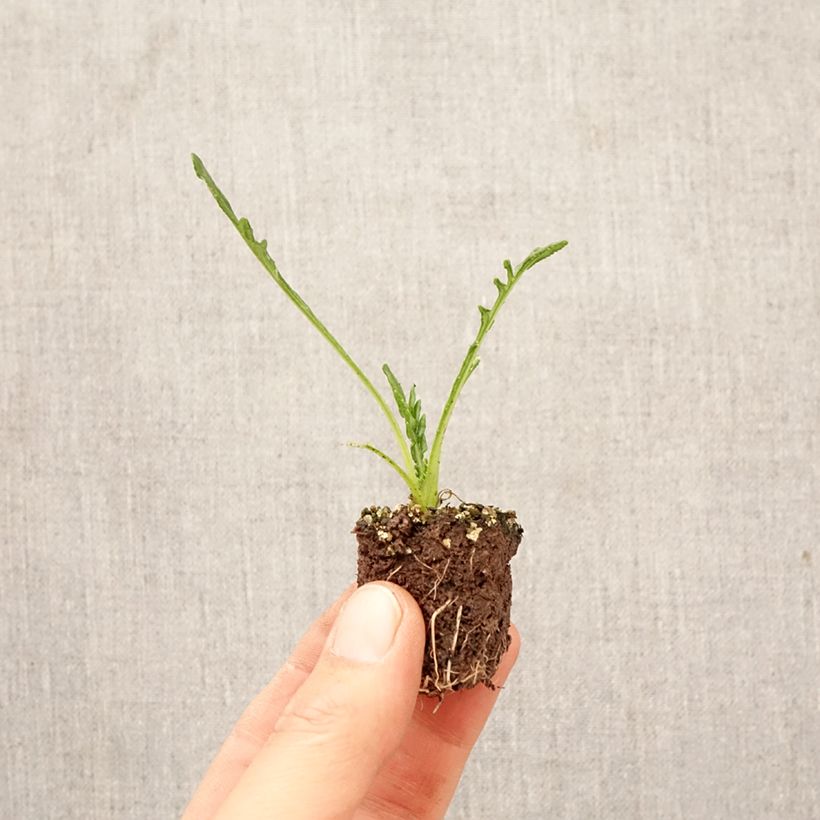 Exemplar von Gazanie Big Kiss Yellow Flame - Gazania Jardi-Plug: Wurzelballen 3,8 cm x 3,2 cm in Anzuchtplatte 15 Stück. wie im Frühjahr geliefert