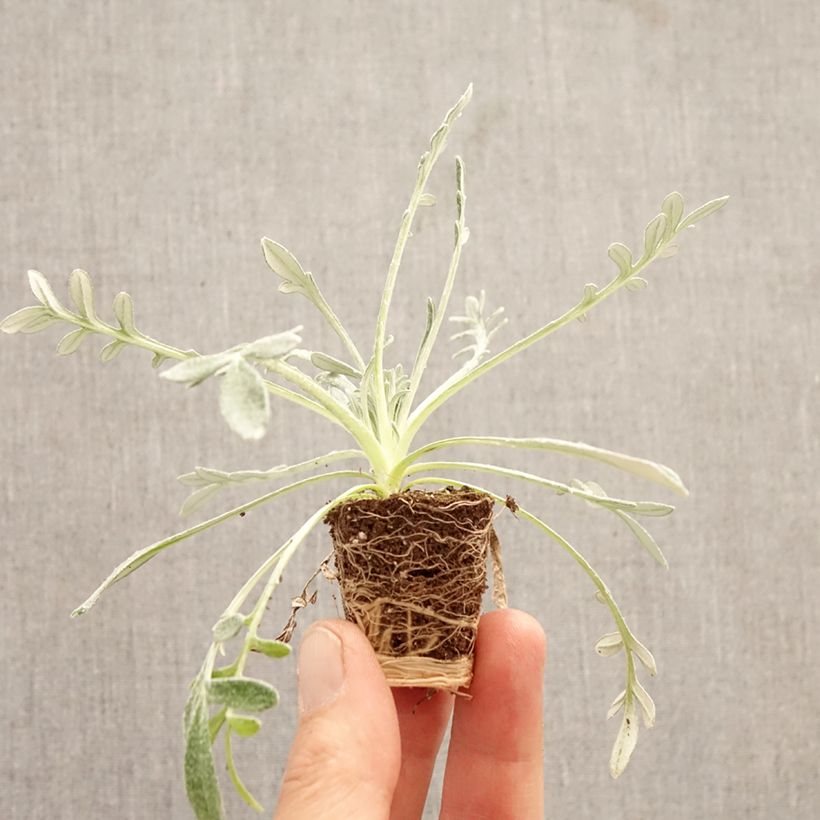 Exemplar von Gazanie Sun Stopper orange - Gazania Mini-Plug Ø 3/4 cm wie im Frühjahr geliefert